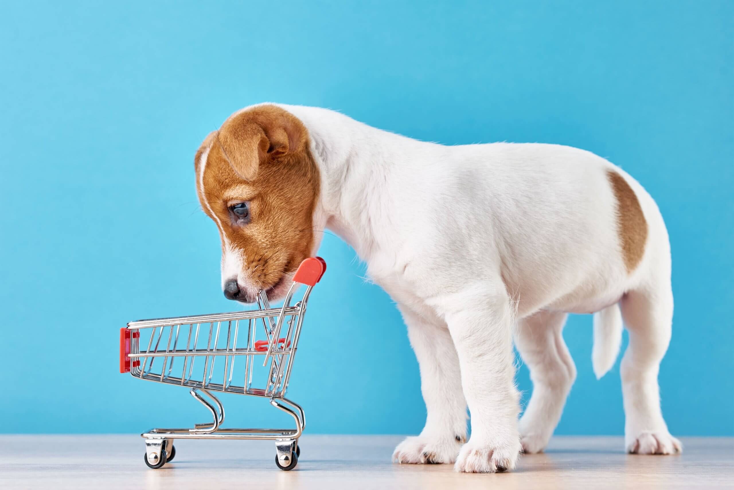 Adorable Jack Russell puppy looking into a small shopping cart, symbolizing pet retail powered by a cloud-based POS system.
